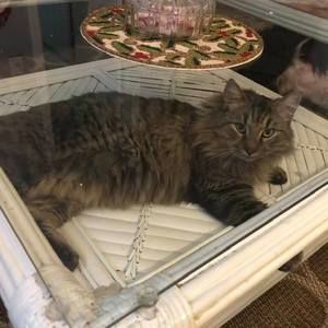 Meet your Posher, Joann-angus